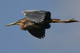 Purple Heron