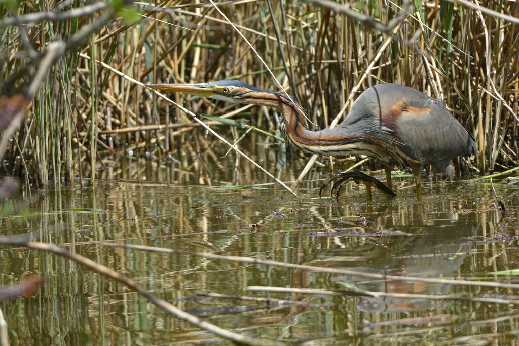 Purple Heron, identification