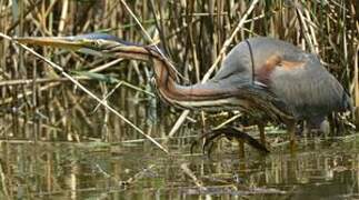 Purple Heron