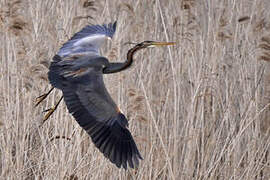 Purple Heron