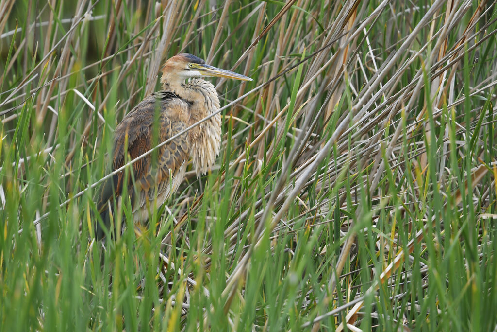 Héron pourpré2ème année, identification