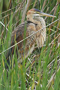 Purple Heron