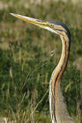 Purple Heron