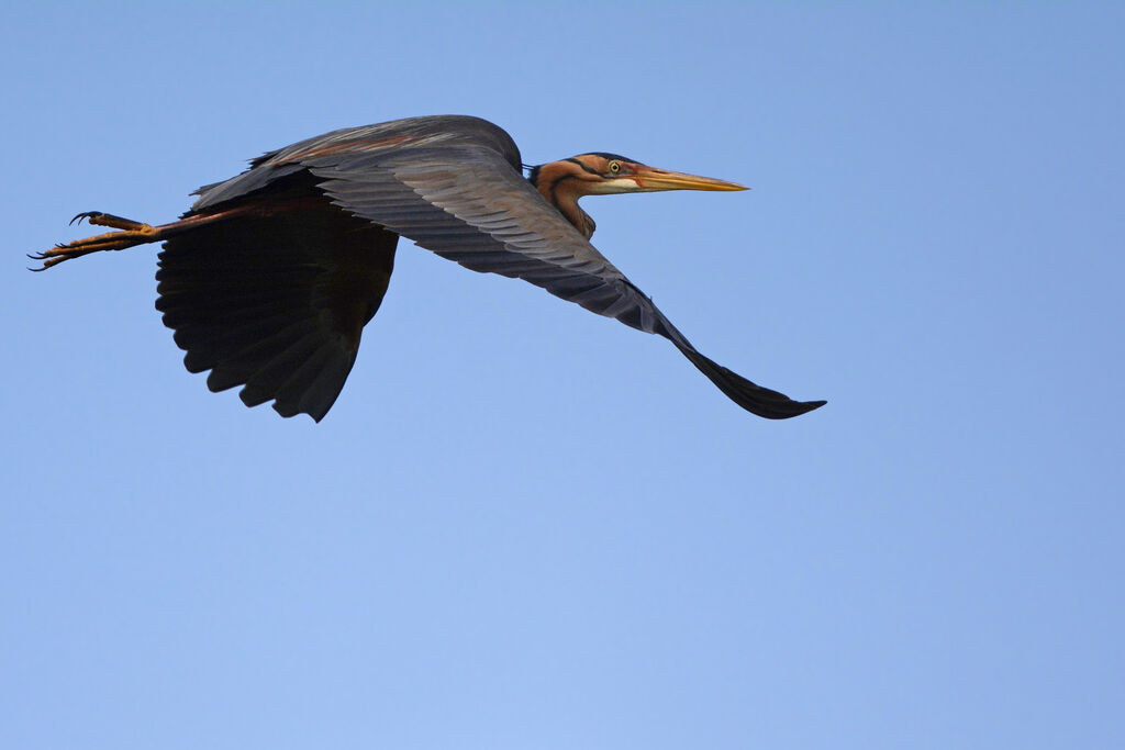 Purple Heronadult breeding, Flight