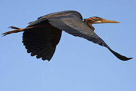 Purple Heron