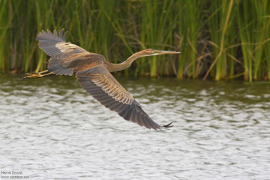 Purple Heronimmature, Flight