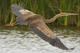 Purple Heron