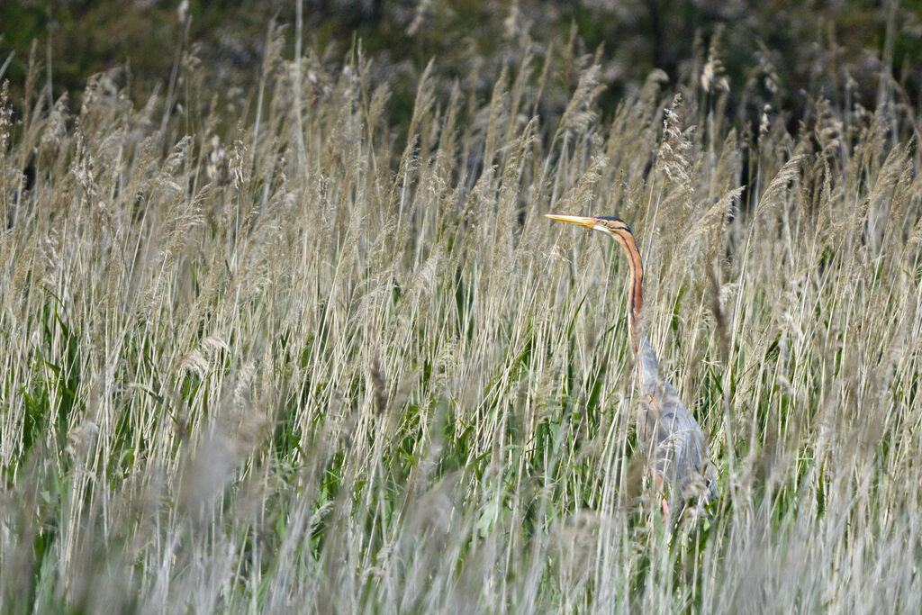 Héron pourpréadulte, habitat