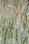 Purple Heron