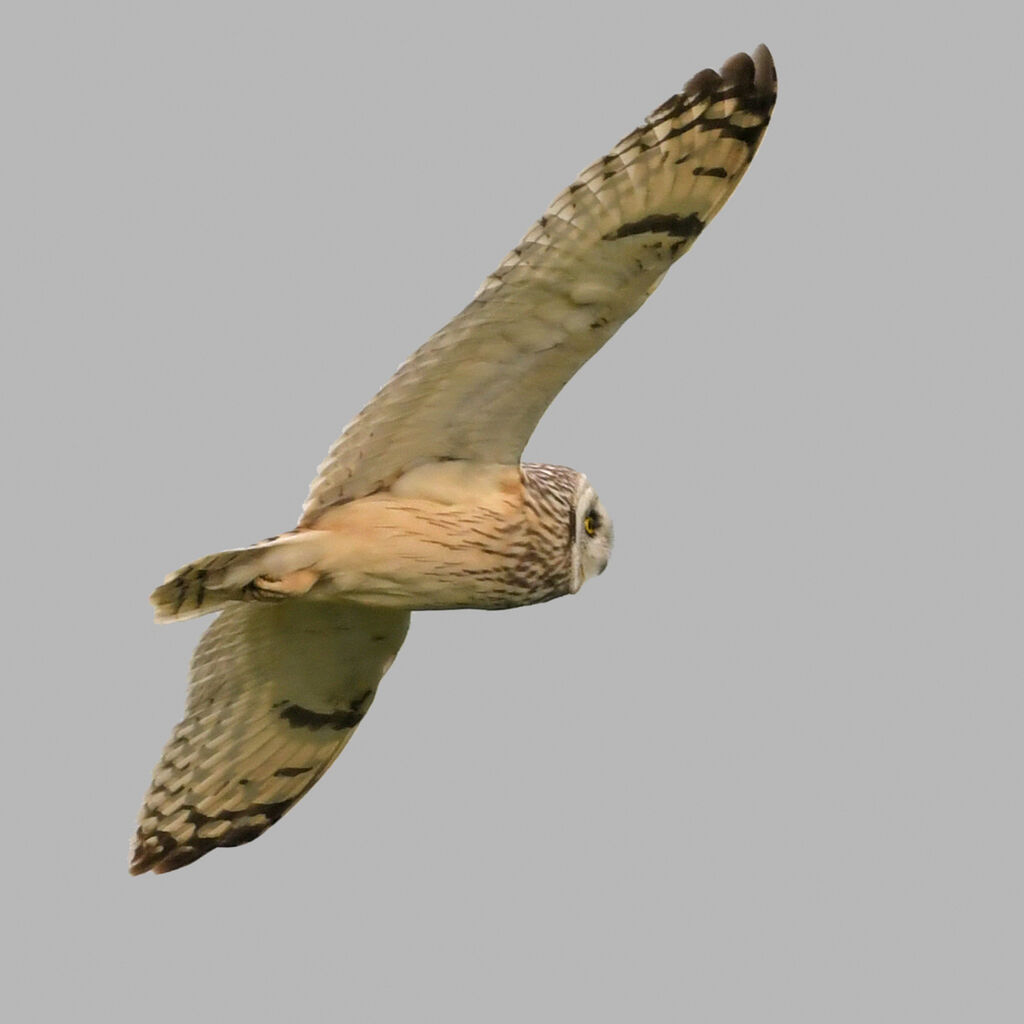 Short-eared Owladult, Flight