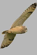 Short-eared Owl