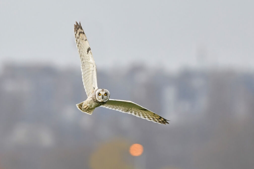 Short-eared Owladult, Flight