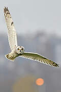 Short-eared Owl