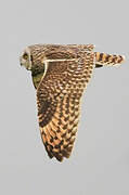 Short-eared Owl