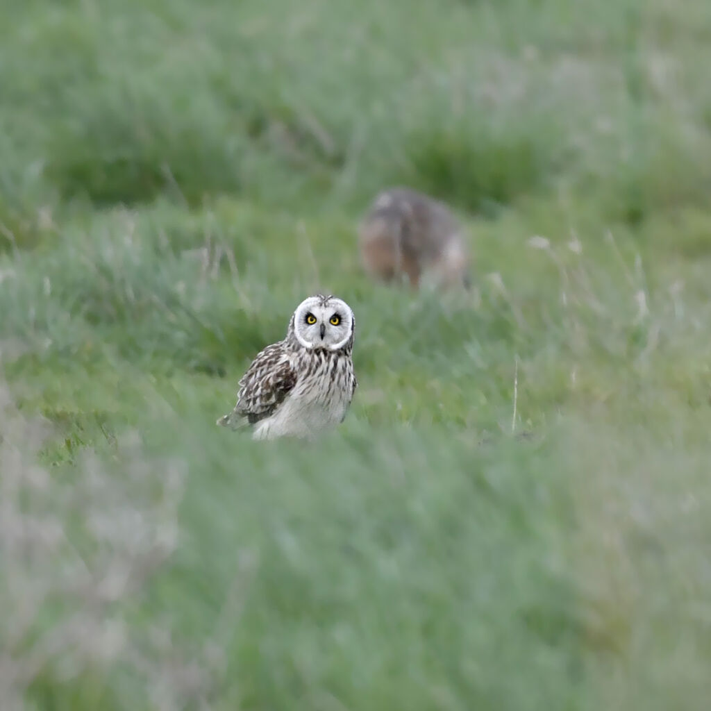 Short-eared Owladult, identification