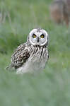 Hibou des marais