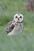 Short-eared Owl