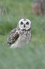 Hibou des marais