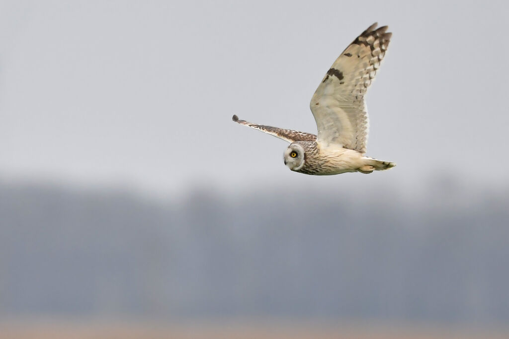 Short-eared Owladult, Flight