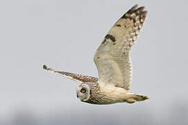 Short-eared Owl