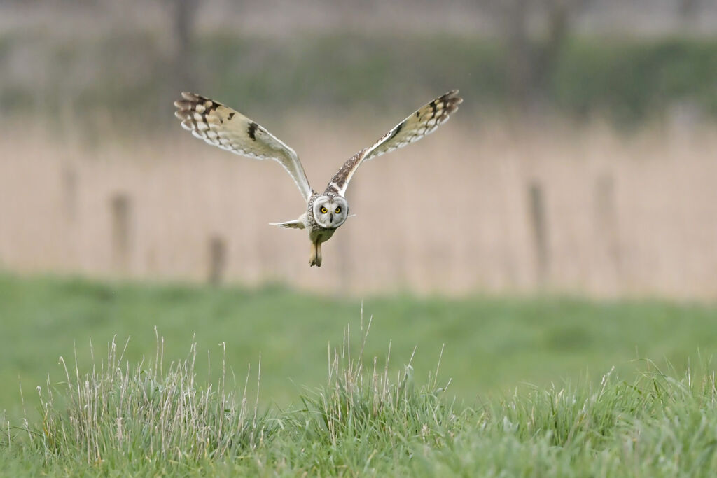 Short-eared Owladult, identification