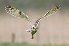 Hibou des marais