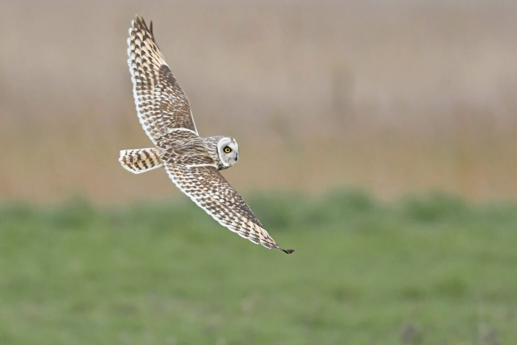 Short-eared Owladult, Flight