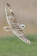 Short-eared Owl