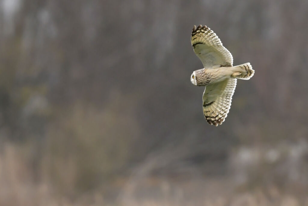 Short-eared Owladult, Flight