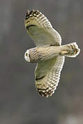 Short-eared Owl