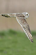 Short-eared Owl