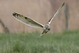 Short-eared Owl