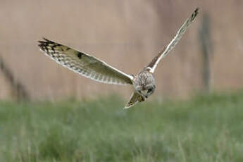 Hibou des marais