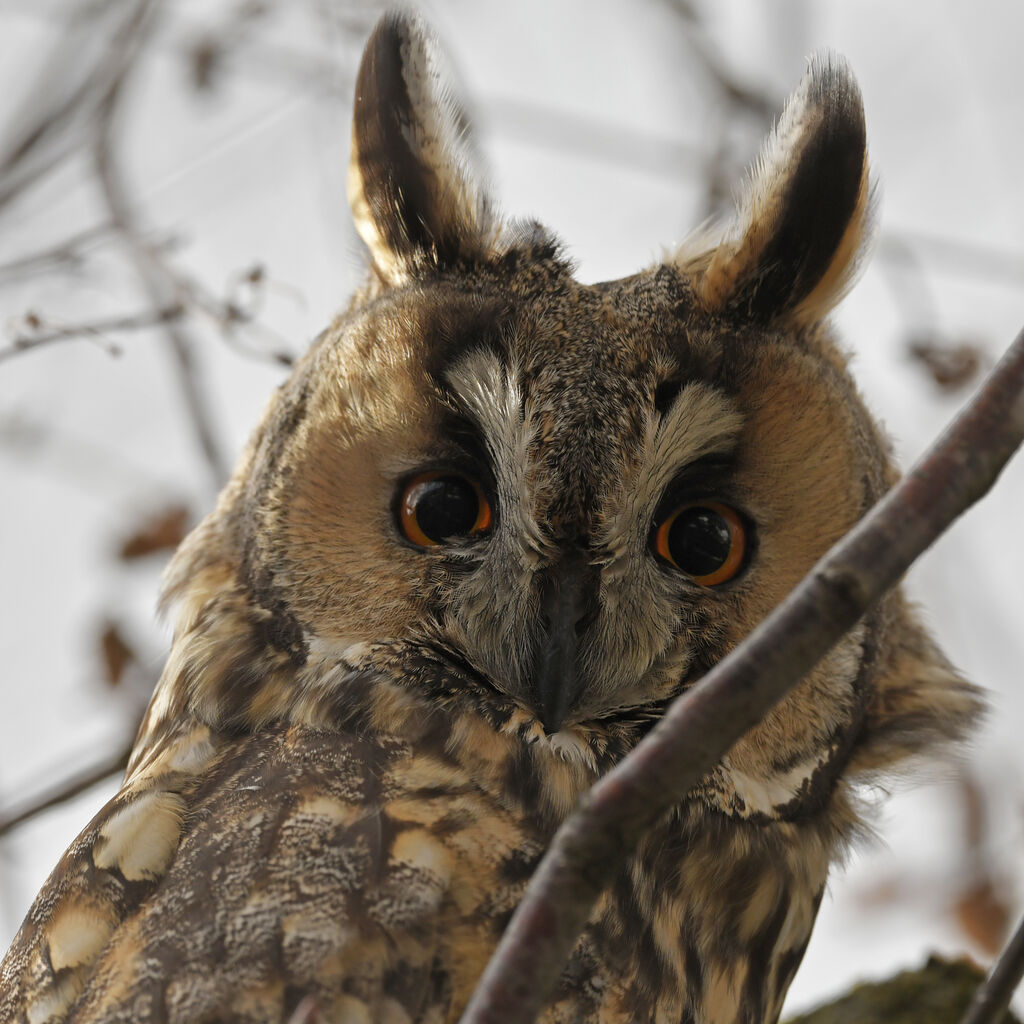 Long-eared Owladult, close-up portrait