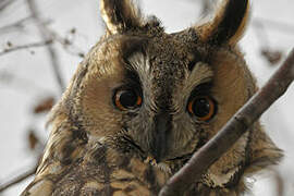 Long-eared Owl