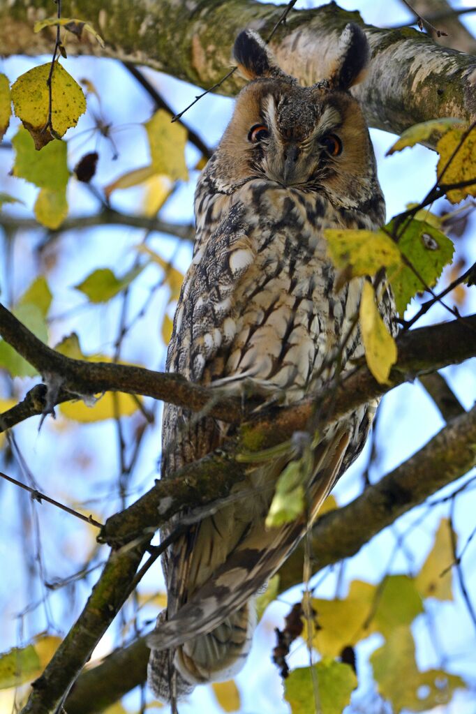 Long-eared Owl, identification