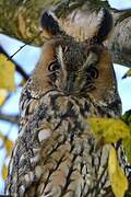 Long-eared Owl