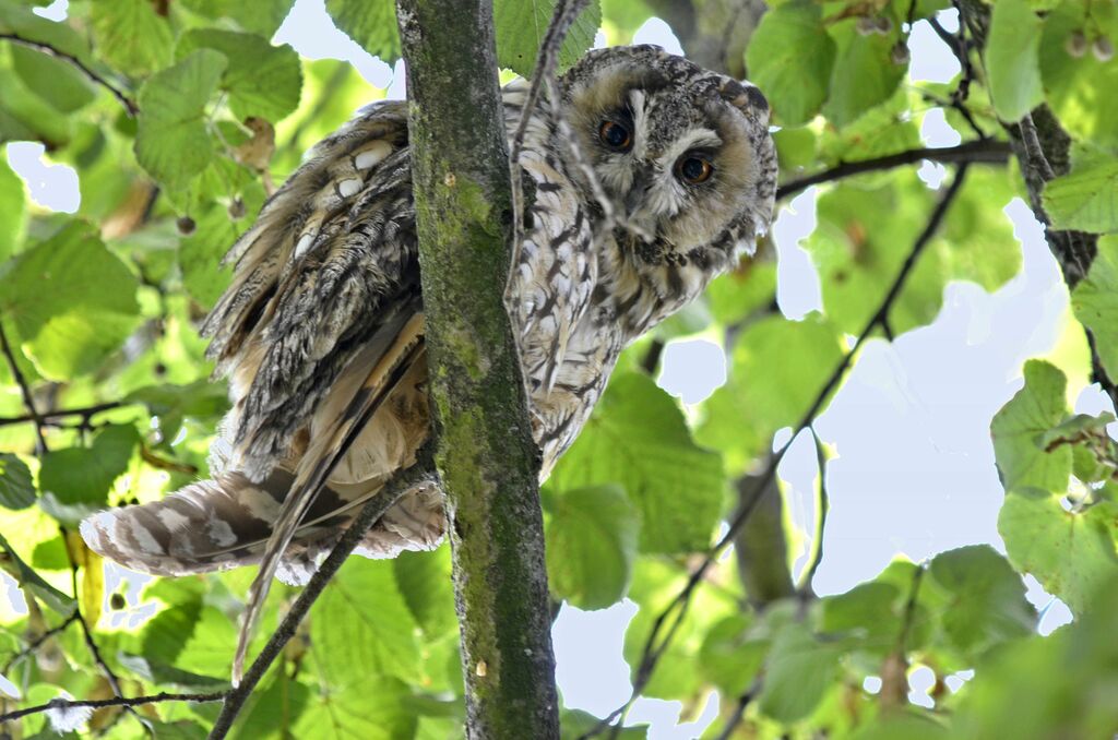 Long-eared Owl