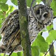 Long-eared Owl