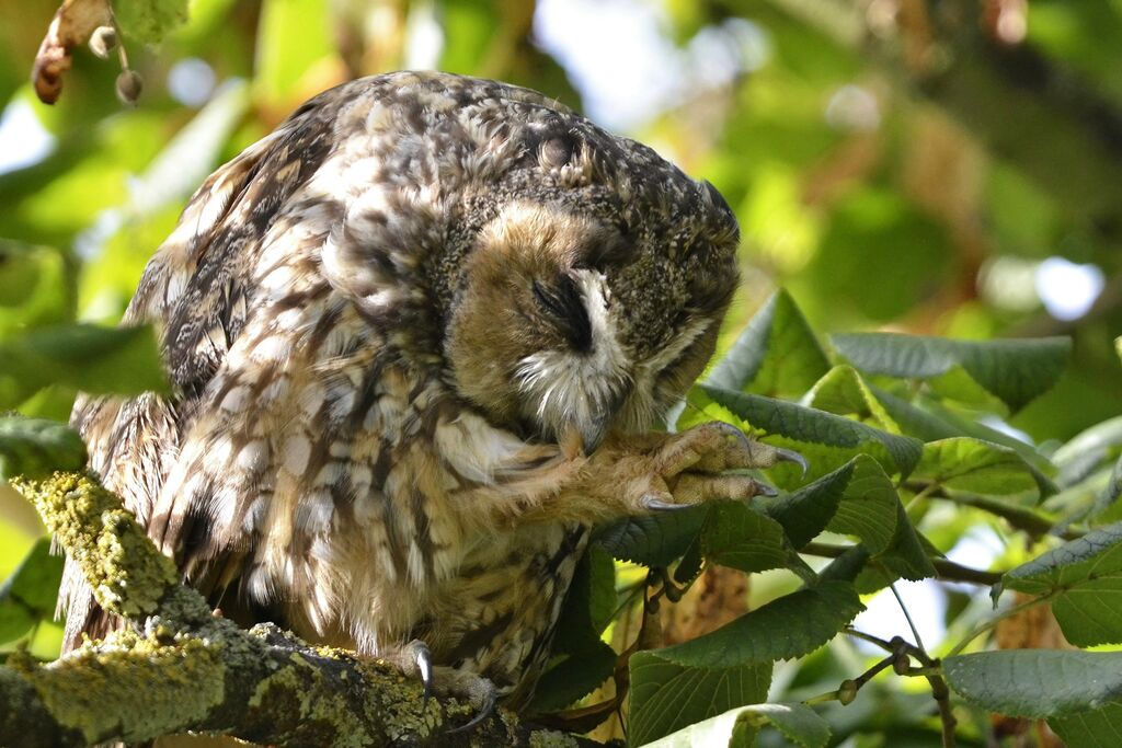 Long-eared Owl