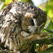 Long-eared Owl