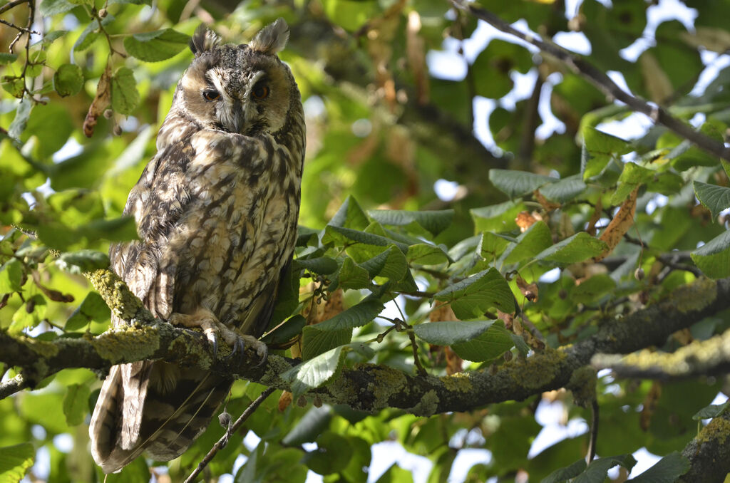 Long-eared Owl, identification