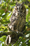 Long-eared Owl