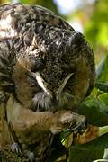Hibou moyen-duc