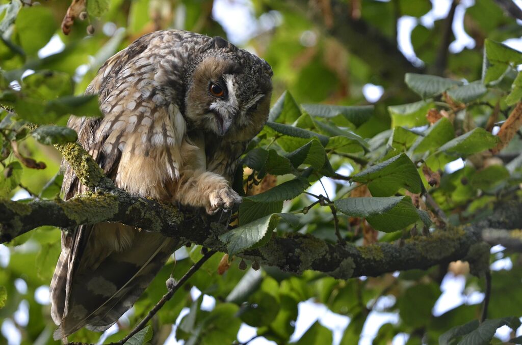 Long-eared Owl