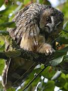 Long-eared Owl