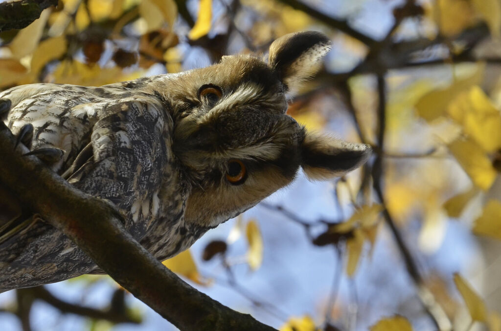 Long-eared Owl