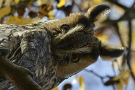 Long-eared Owl