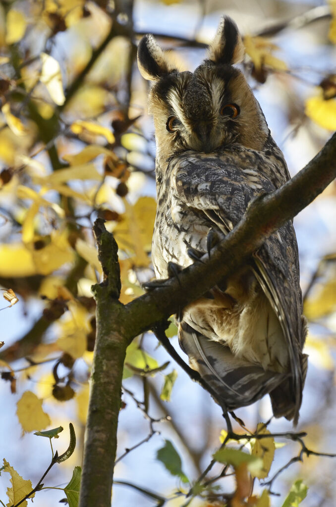 Hibou moyen-duc