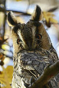 Long-eared Owl